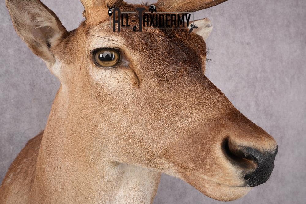 Fallow Deer Taxidermy Shoulder Mount SKU 2683 - Image 5