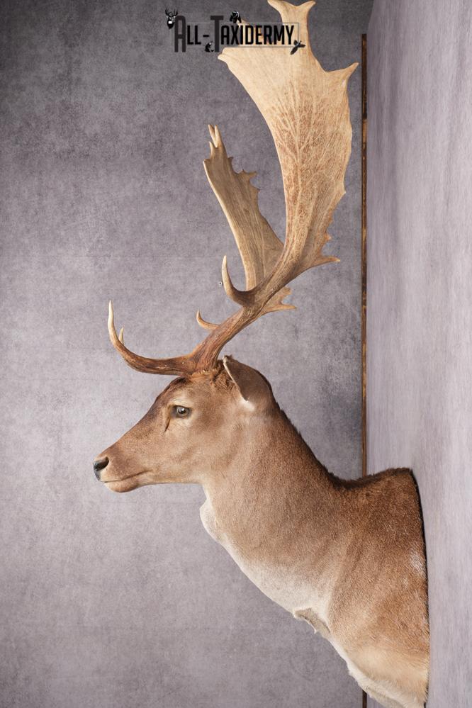 Fallow Deer Taxidermy Shoulder Mount SKU 2683 - Image 4