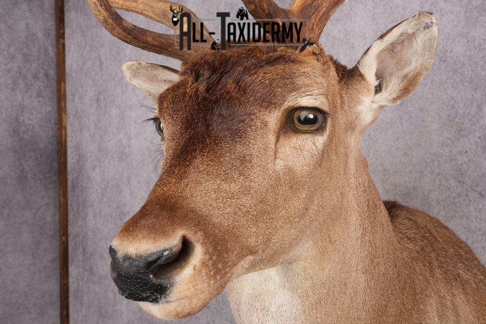 Fallow Deer Taxidermy Shoulder Mount SKU 2683 - Image 3