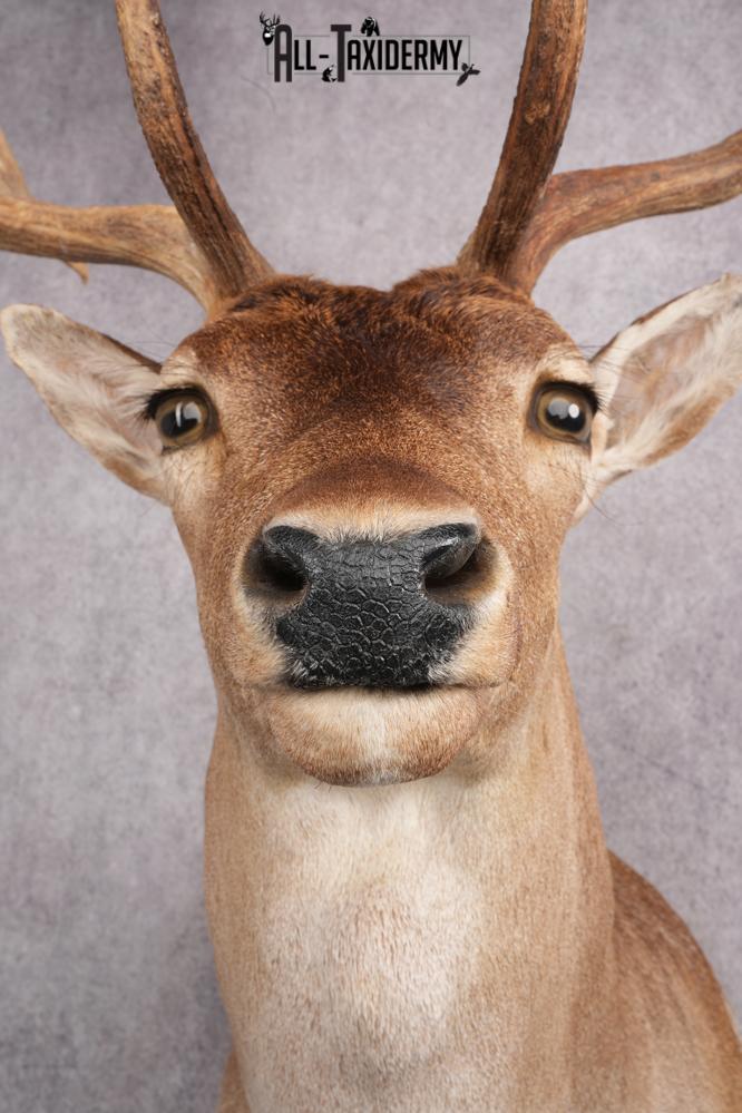 Fallow Deer Taxidermy Shoulder Mount SKU 2683 - Image 2