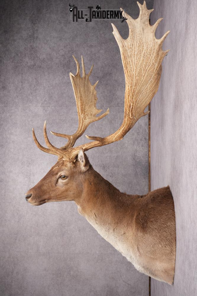 Fallow Deer Taxidermy Shoulder Mount SKU 2681 - Image 10