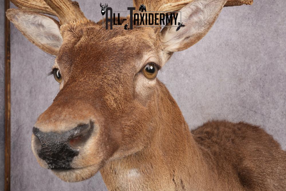Fallow Deer Taxidermy Shoulder Mount SKU 2681 - Image 9