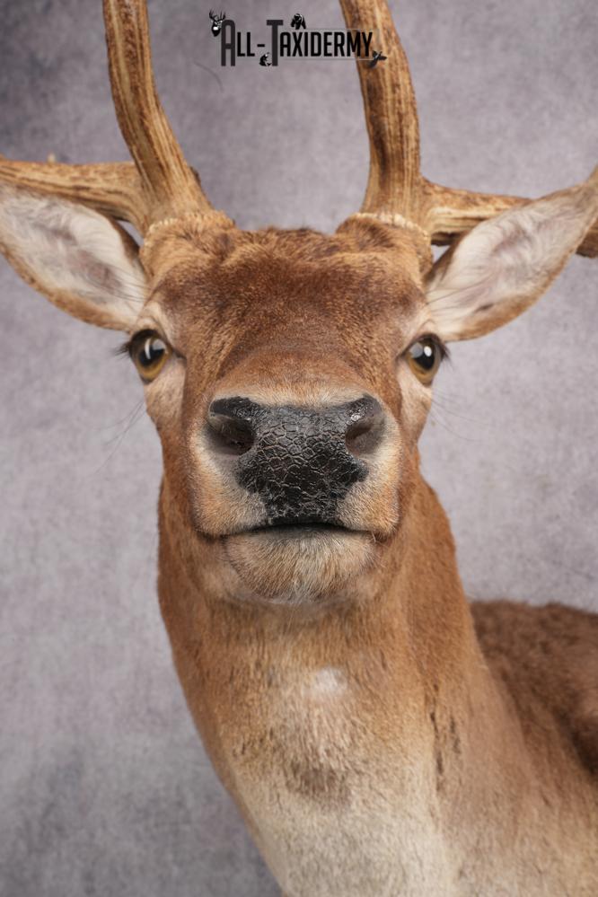 Fallow Deer Taxidermy Shoulder Mount SKU 2681 - Image 8