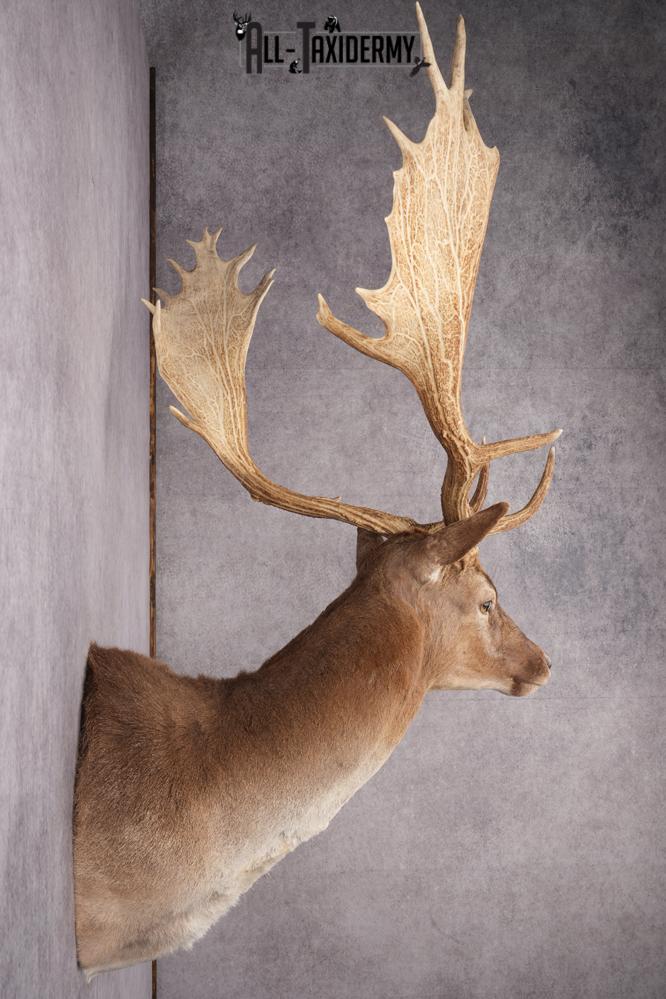 Fallow Deer Taxidermy Shoulder Mount SKU 2681 - Image 7