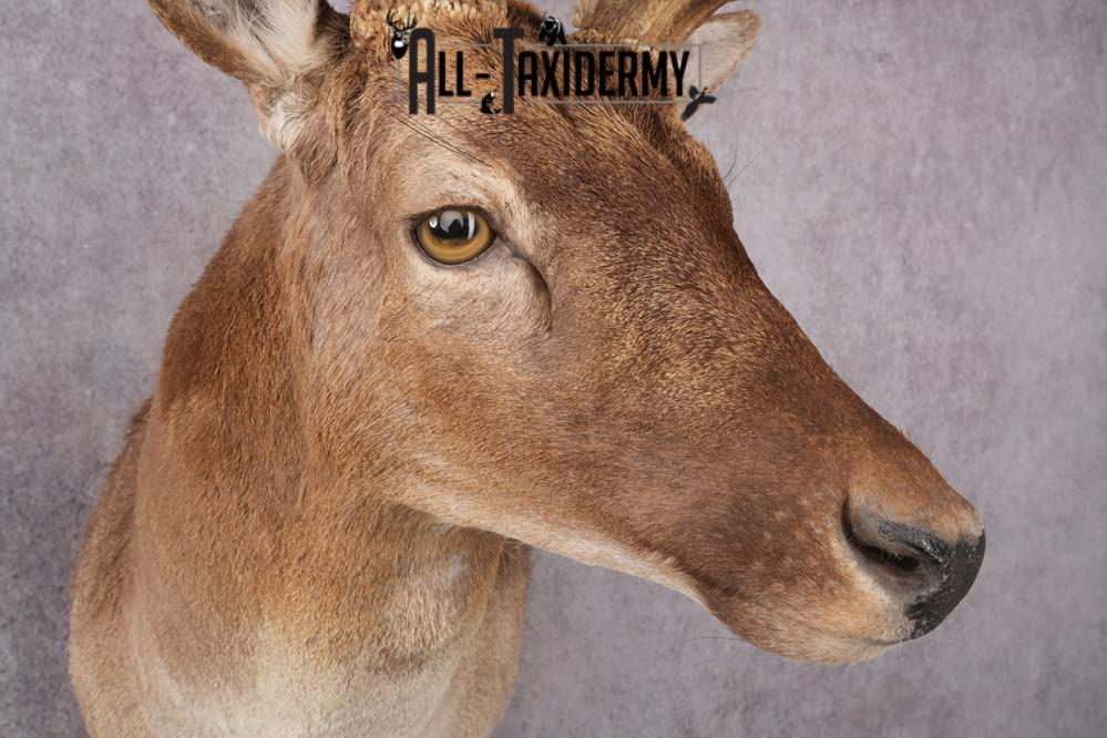 Fallow Deer Taxidermy Shoulder Mount SKU 2681 - Image 6