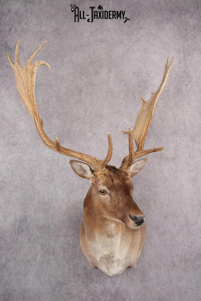Fallow Deer Taxidermy Shoulder Mount SKU 2681