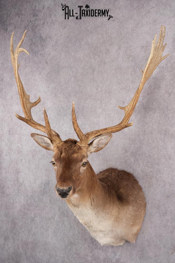 Fallow Deer Taxidermy Shoulder Mount SKU 2681 - Image 5