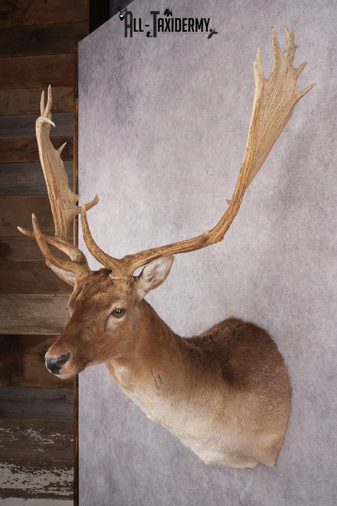 Fallow Deer Taxidermy Shoulder Mount SKU 2681 - Image 4