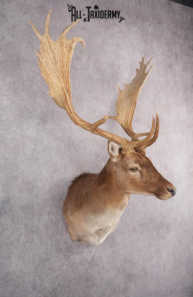 Fallow Deer Taxidermy Shoulder Mount SKU 2681 - Image 3