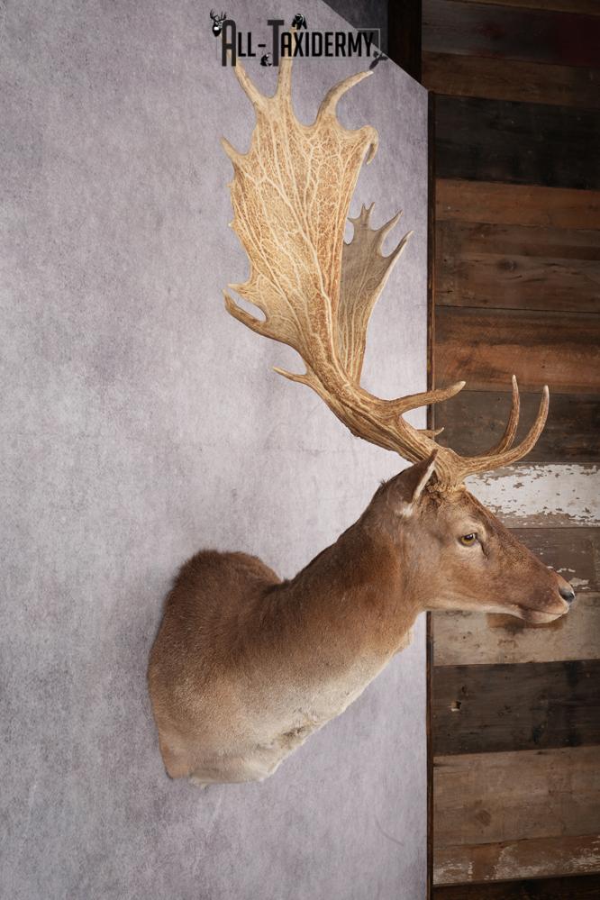 Fallow Deer Taxidermy Shoulder Mount SKU 2681 - Image 2
