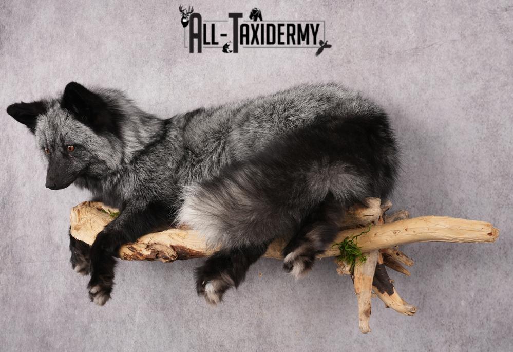 Full Body Silver Fox SKU 2628 - Image 11