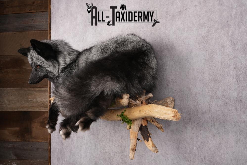 Full Body Silver Fox SKU 2628 - Image 10