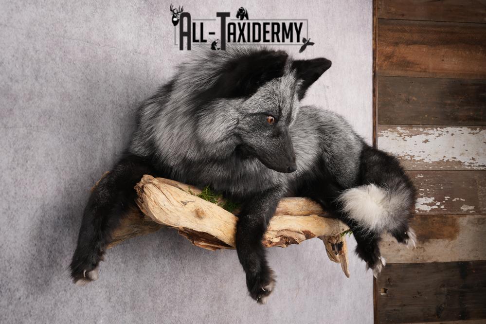 Full Body Silver Fox SKU 2628 - Image 8