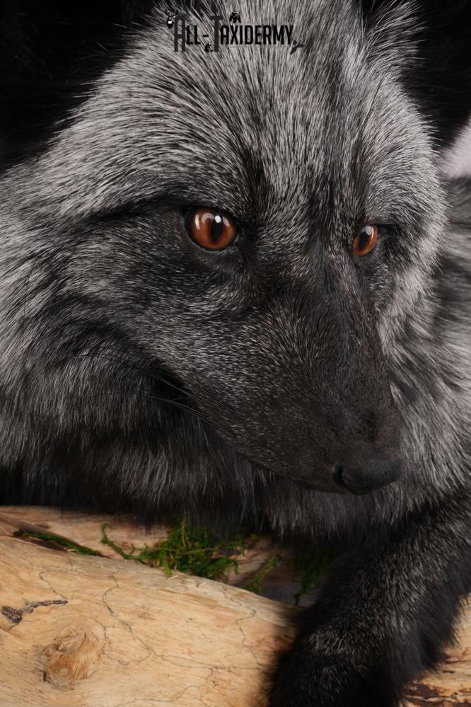 Full Body Silver Fox SKU 2628 - Image 7