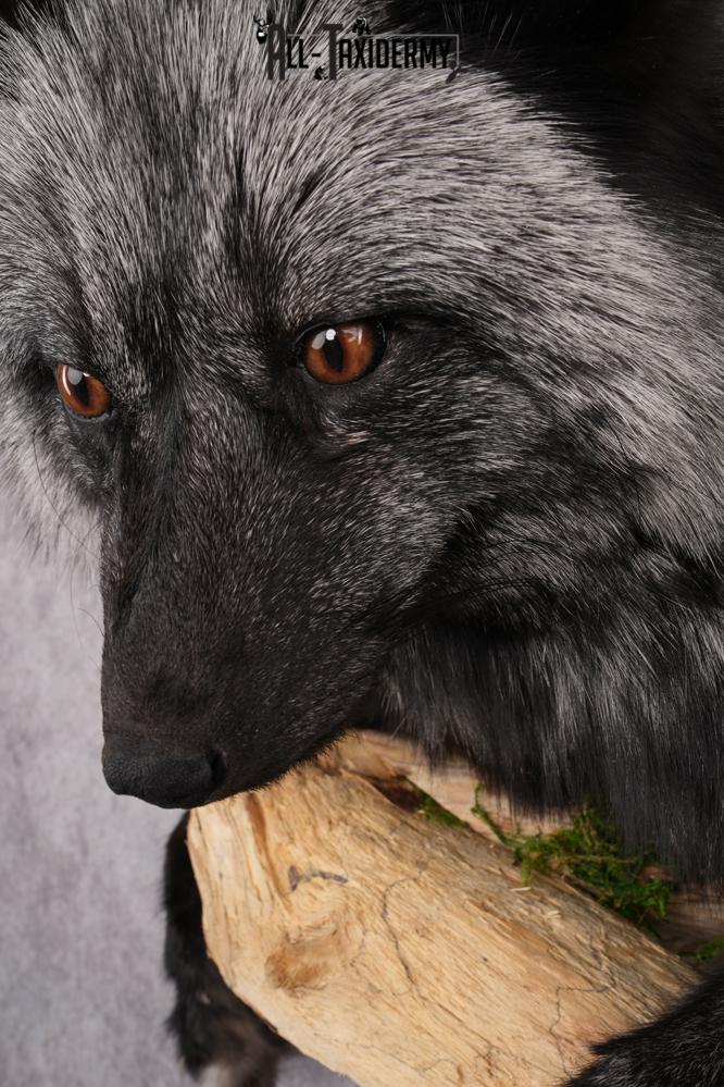 Full Body Silver Fox SKU 2628 - Image 6