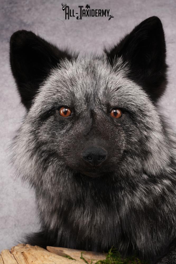 Full Body Silver Fox SKU 2628 - Image 5