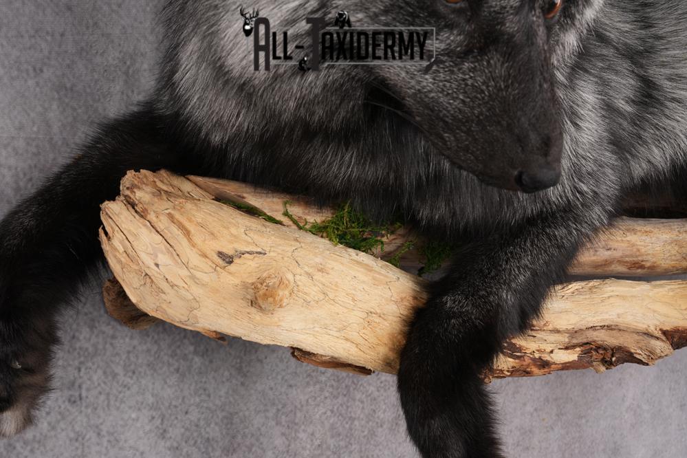 Full Body Silver Fox SKU 2628 - Image 4