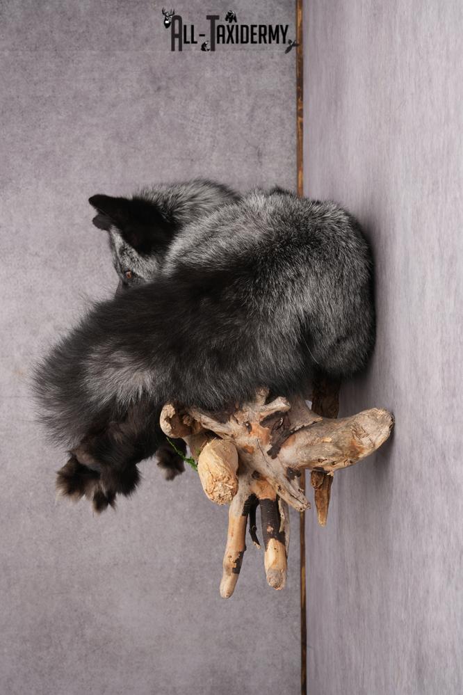 Full Body Silver Fox SKU 2628 - Image 2