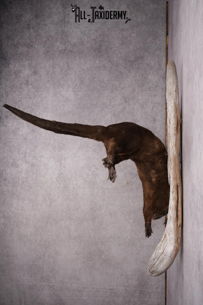 Full Body Otter Taxidermy Mount SKU 2631 - Image 10