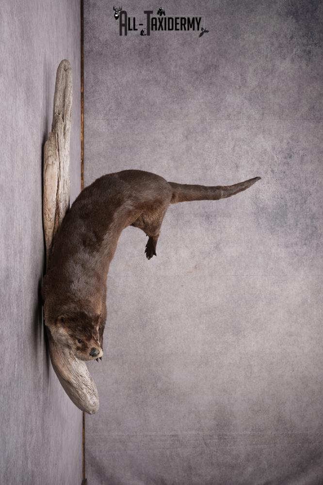 Full Body Otter Taxidermy Mount SKU 2631 - Image 9