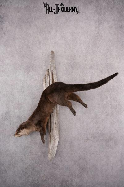 Full Body Otter Taxidermy Mount SKU 2631