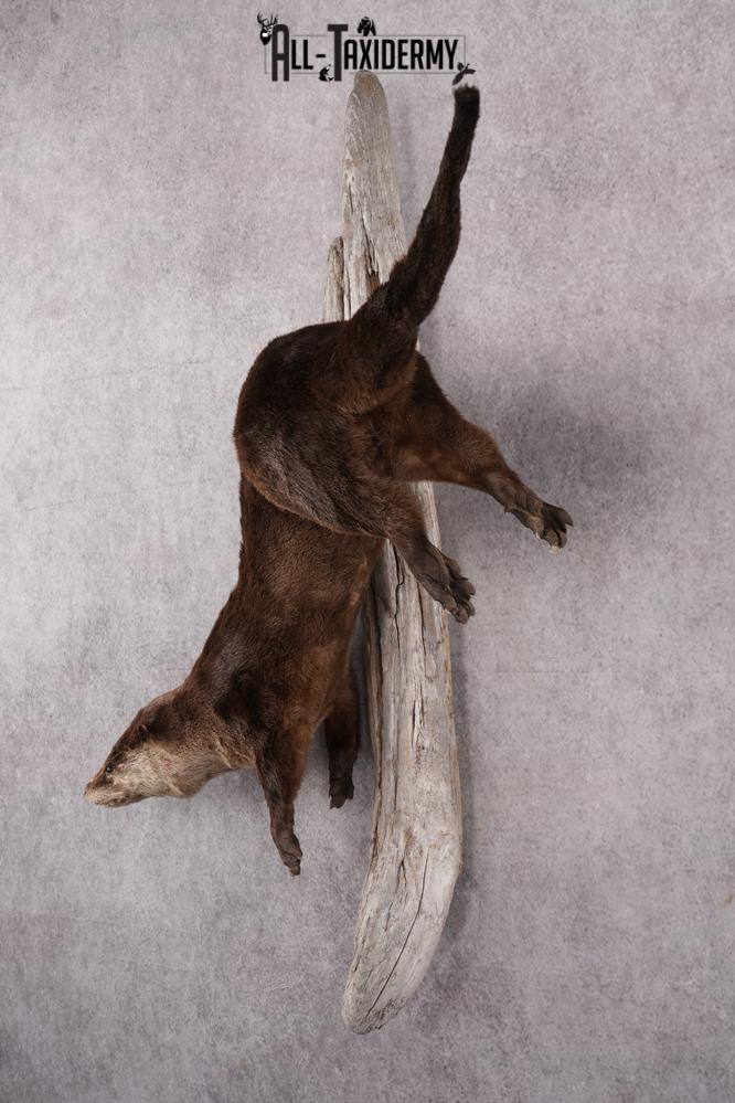 North American River Otter