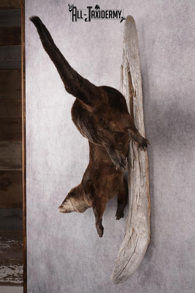 Full Body Otter Taxidermy Mount SKU 2631 - Image 7