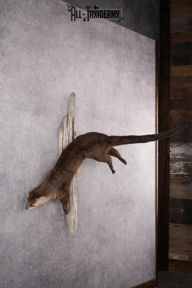 Full Body Otter Taxidermy Mount SKU 2631 - Image 6