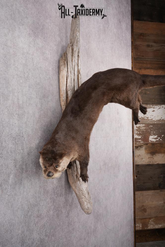 Full Body Otter Taxidermy Mount SKU 2631 - Image 5