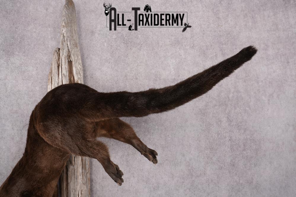 Full Body Otter Taxidermy Mount SKU 2631 - Image 4