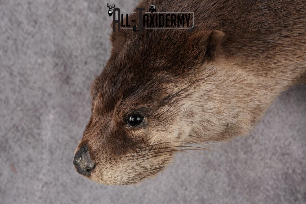 Full Body Otter Taxidermy Mount SKU 2631 - Image 3
