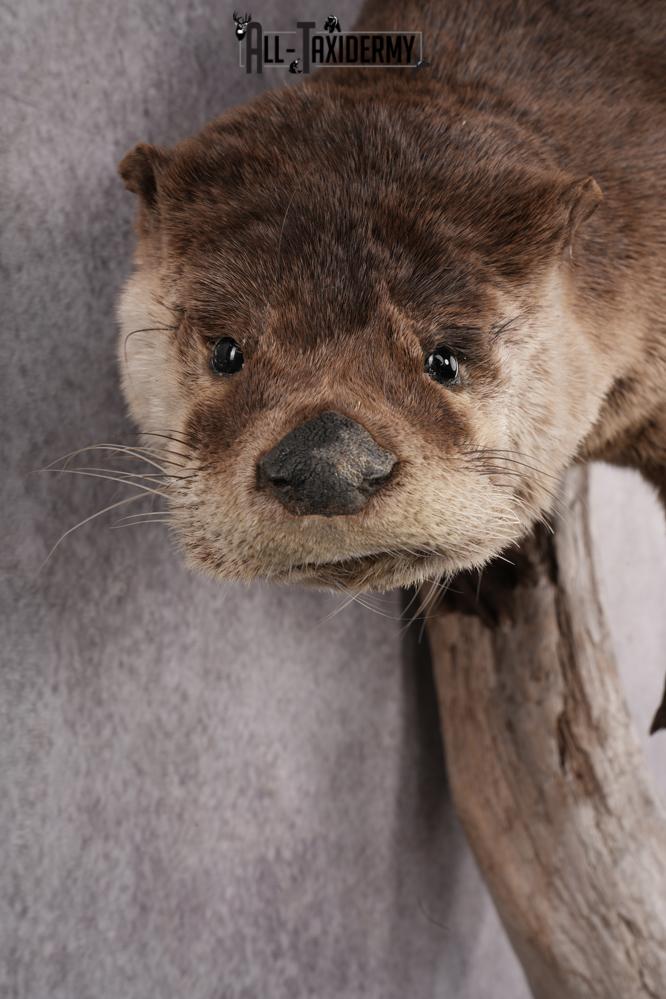 Full Body Otter Taxidermy Mount SKU 2631 - Image 2