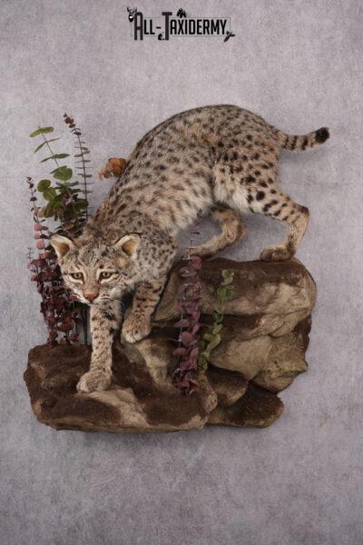 Bobcat Taxidermy Mount SKU 2626
