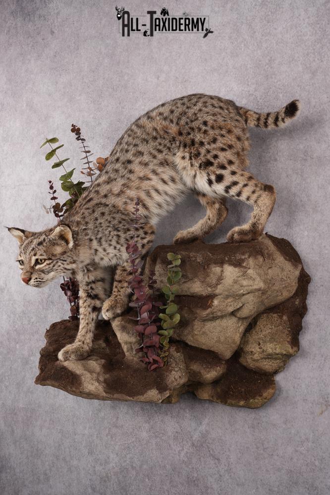 Bobcat Taxidermy Mount SKU 2626 - Image 13