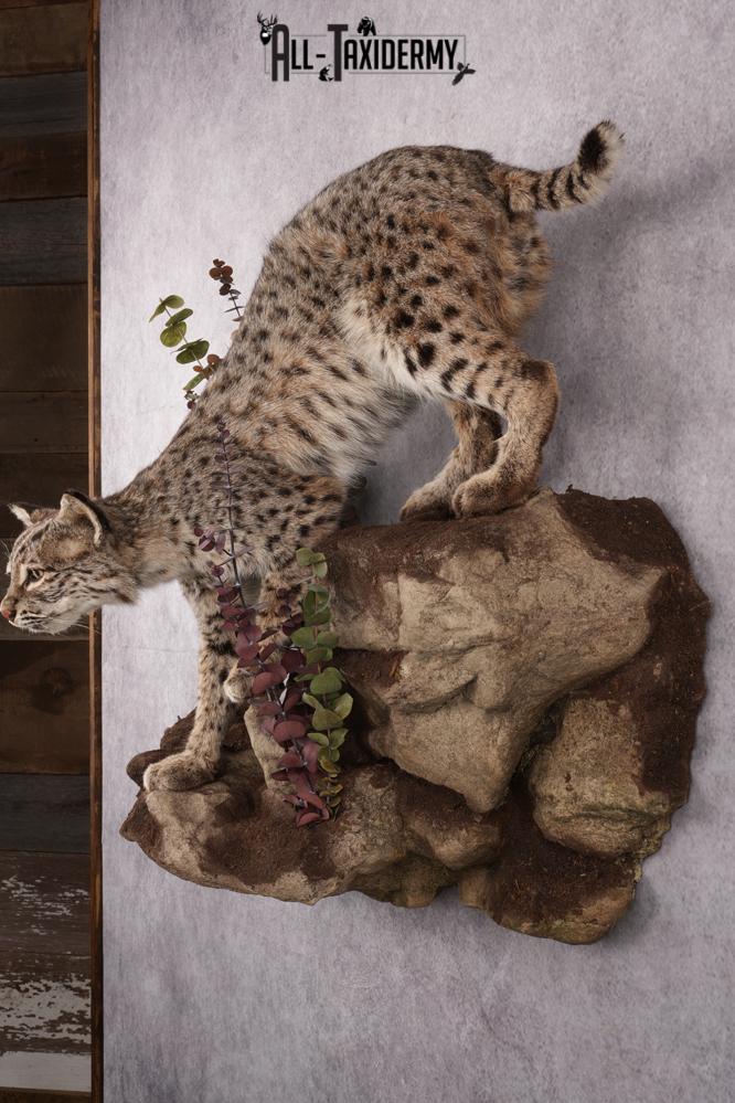 Bobcat Taxidermy Mount SKU 2626 - Image 12