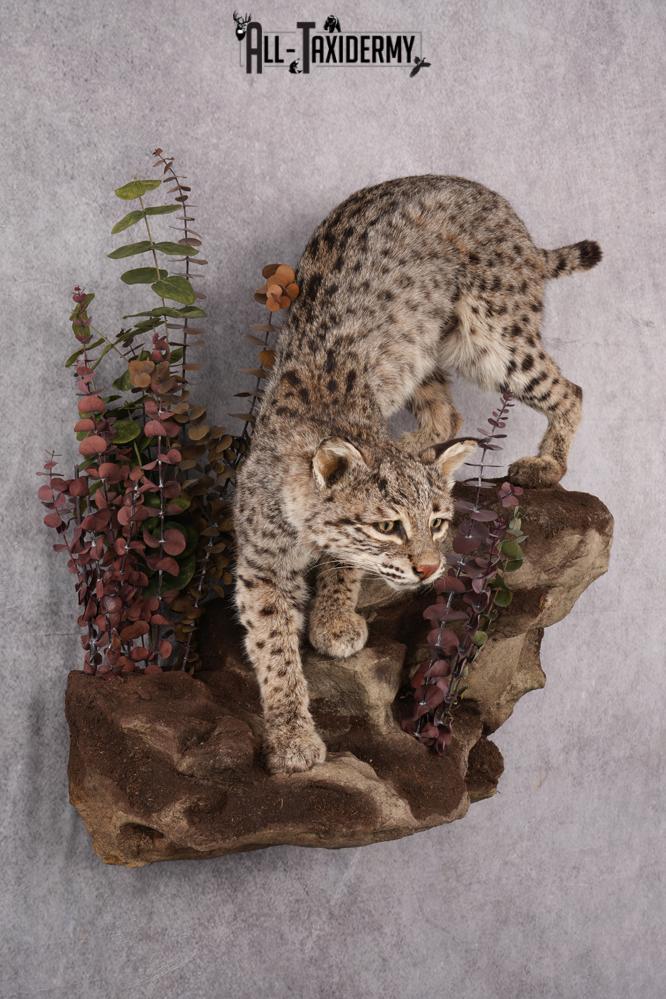 Life Size Bobcat Taxidermy
