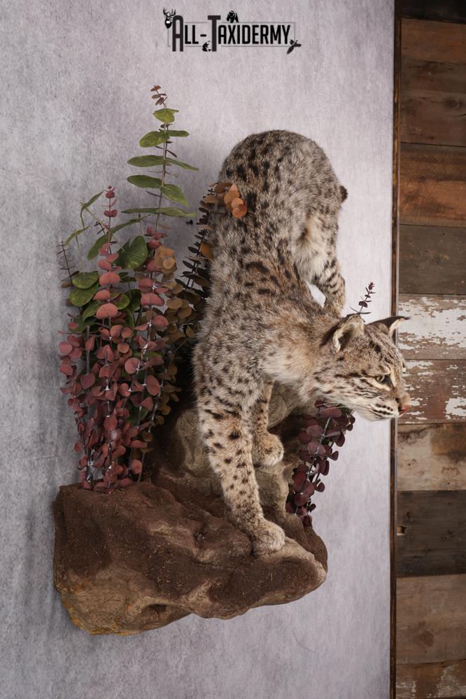 Bobcat Taxidermy Mount SKU 2626 - Image 10