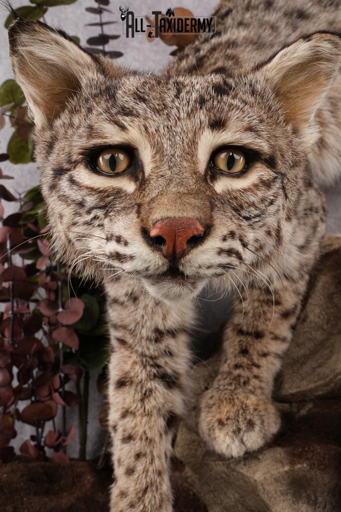 Bobcat Taxidermy Mount SKU 2626 - Image 9