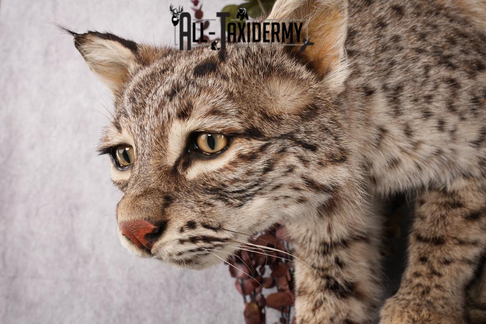 Bobcat Taxidermy Mount SKU 2626 - Image 7