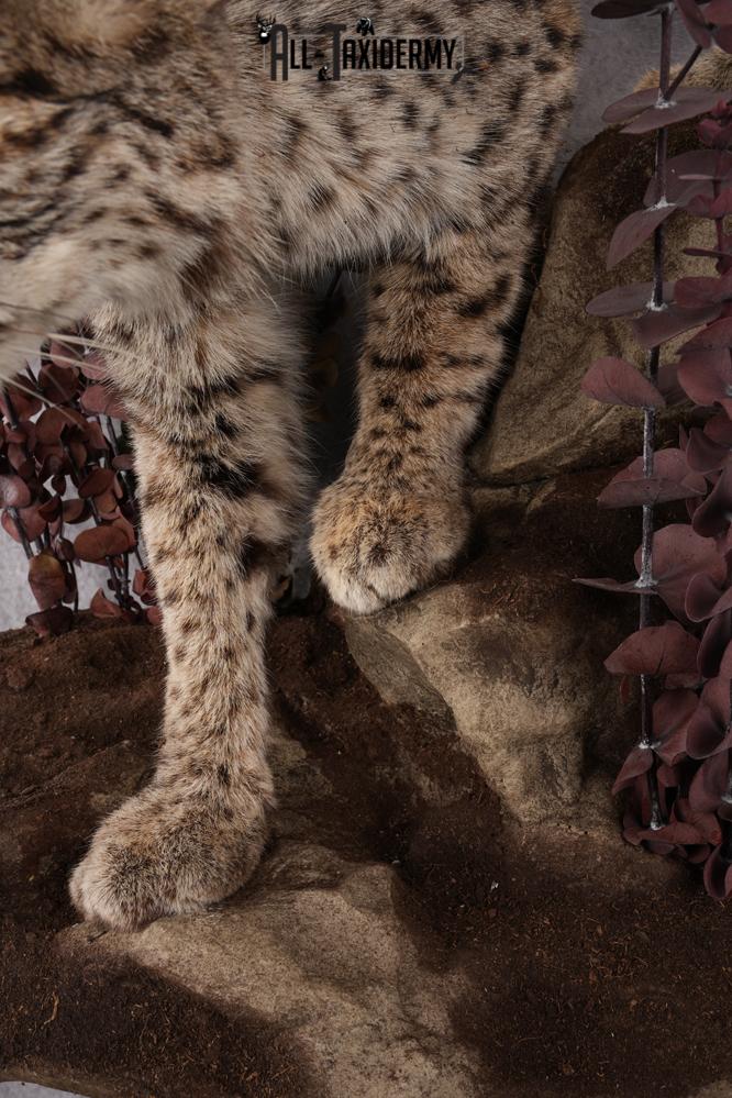 Bobcat Taxidermy Mount SKU 2626 - Image 6