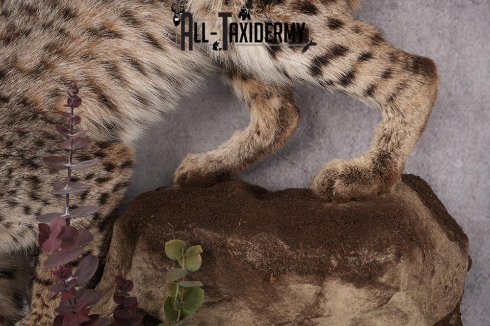 Bobcat Taxidermy Mount SKU 2626 - Image 5