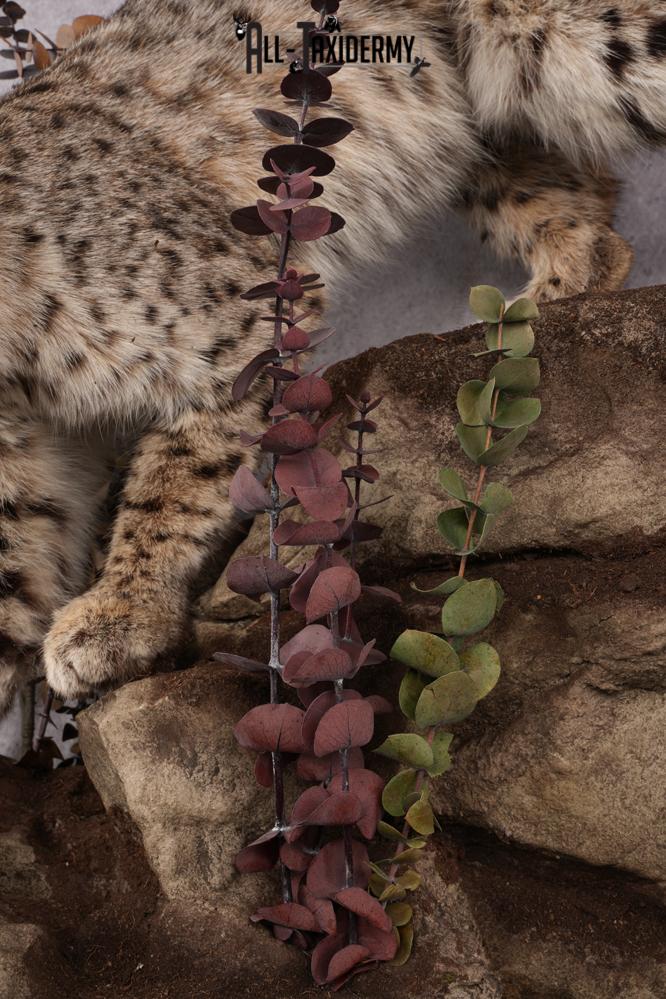 Bobcat Taxidermy Mount SKU 2626 - Image 4