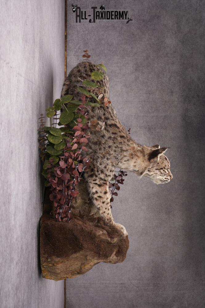 Bobcat Taxidermy Mount SKU 2626 - Image 3