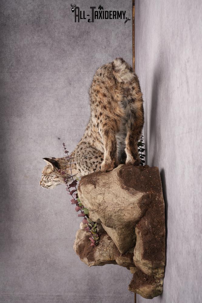 Bobcat Taxidermy Mount SKU 2626 - Image 2