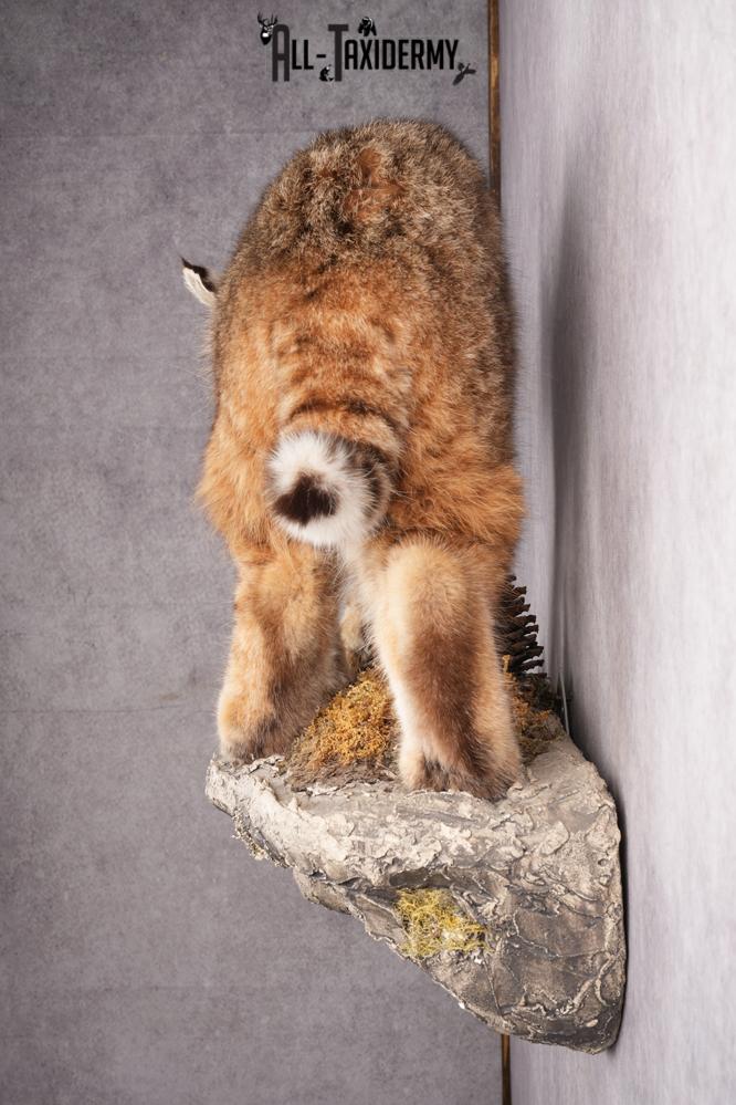 Full Body Bobcat Taxidermy Mount SKU 2645 - Image 11