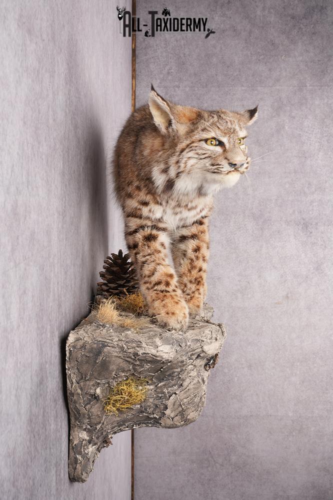 Full Body Bobcat Taxidermy Mount SKU 2645 - Image 10