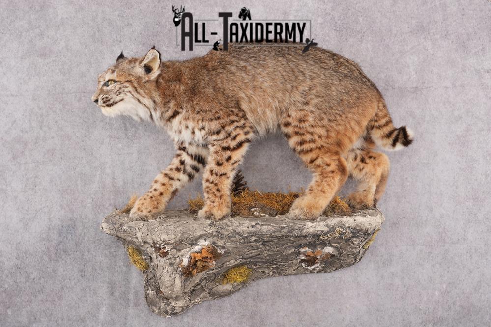 Full Body Bobcat Taxidermy Mount SKU 2645 - Image 9
