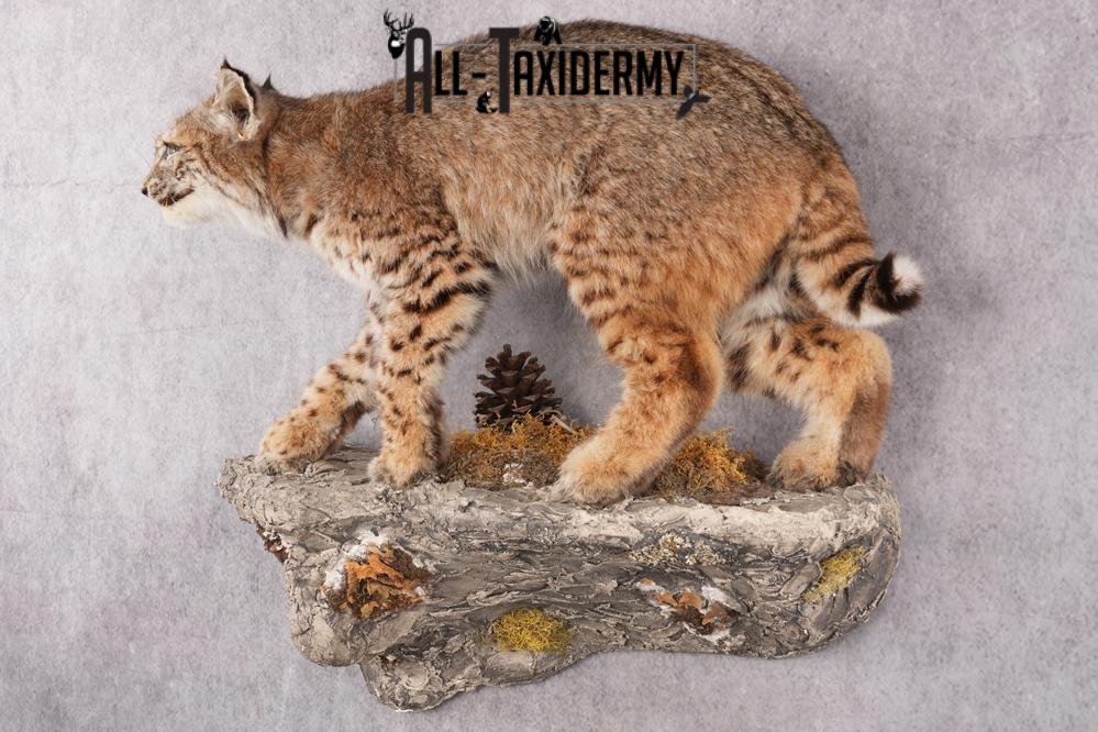 Full Body Bobcat Taxidermy Mount SKU 2645 - Image 8