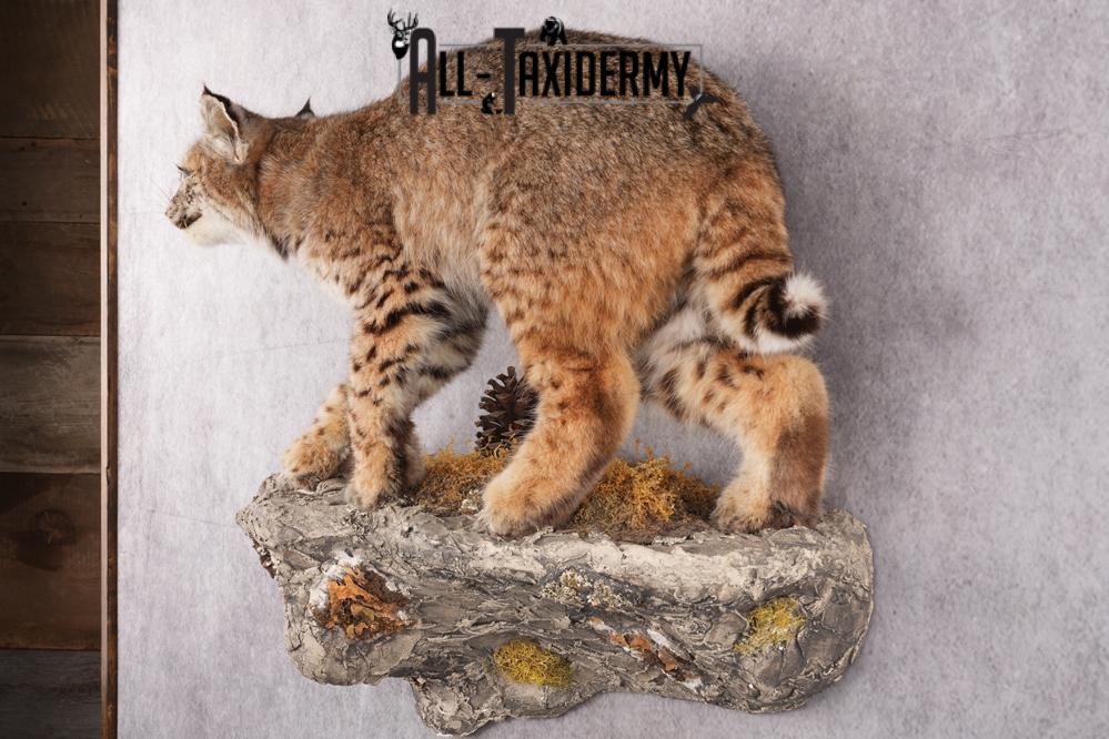 Full Body Bobcat Taxidermy Mount SKU 2645 - Image 7