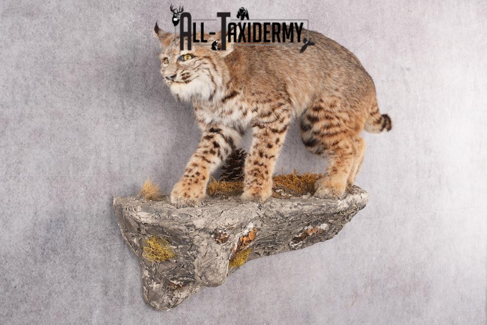 Full Body Bobcat Taxidermy Mount SKU 2645 - Image 6